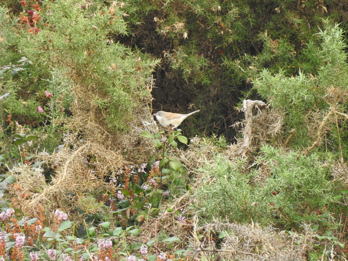Greater Whitethroat - ML486690691