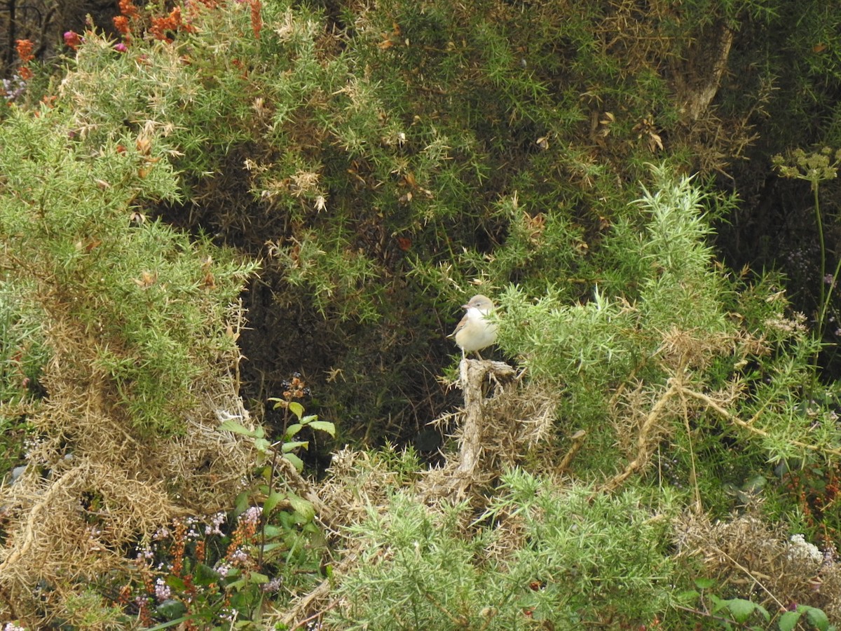 Greater Whitethroat - ML486690701