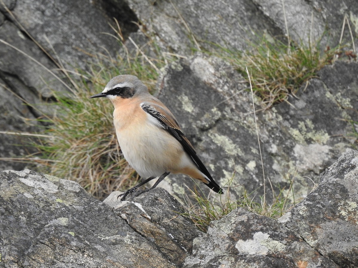 Northern Wheatear - ML486690791