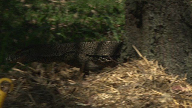 Yellow-spotted Monitor - ML486691