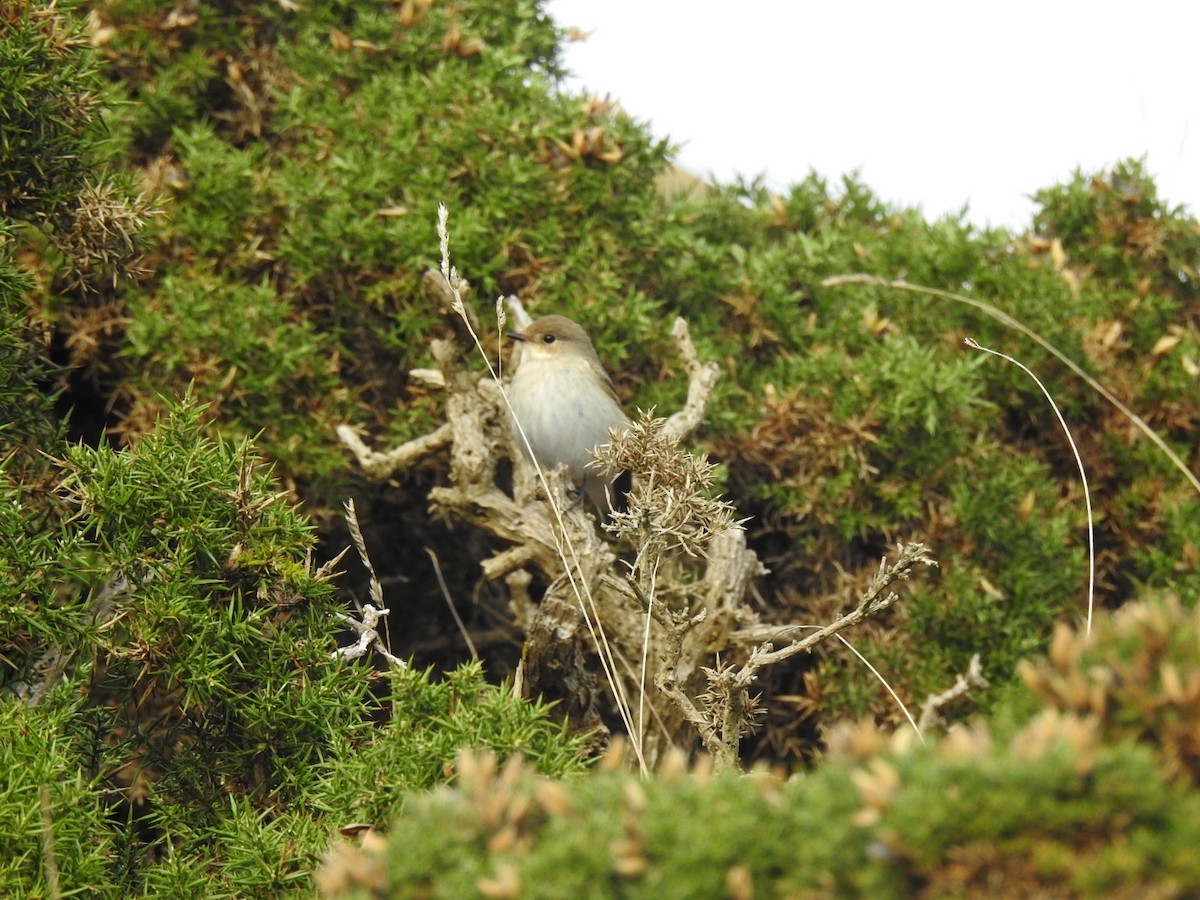 European Pied Flycatcher - ML486691091