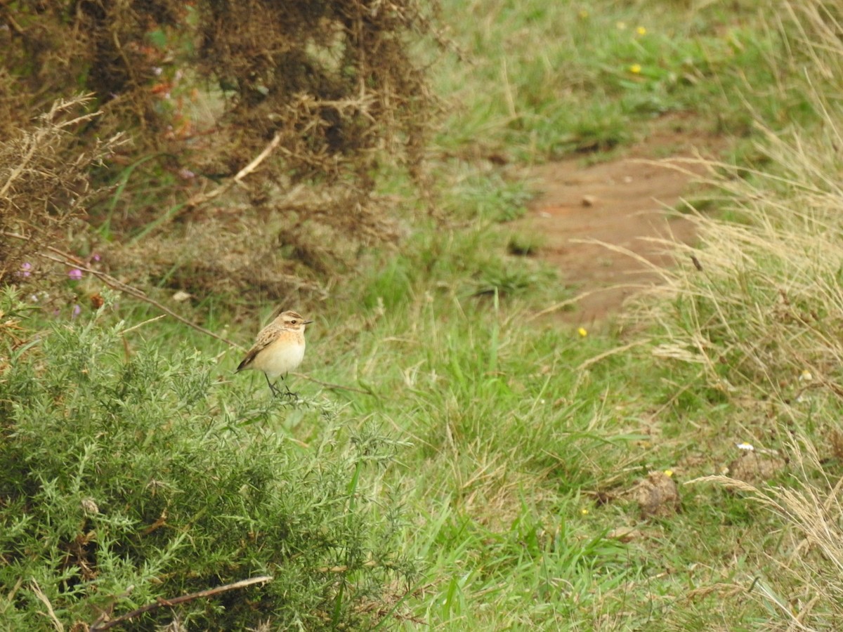 Whinchat - ML486691281