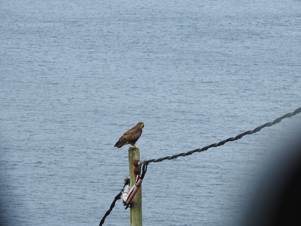 Common Buzzard - ML486691321