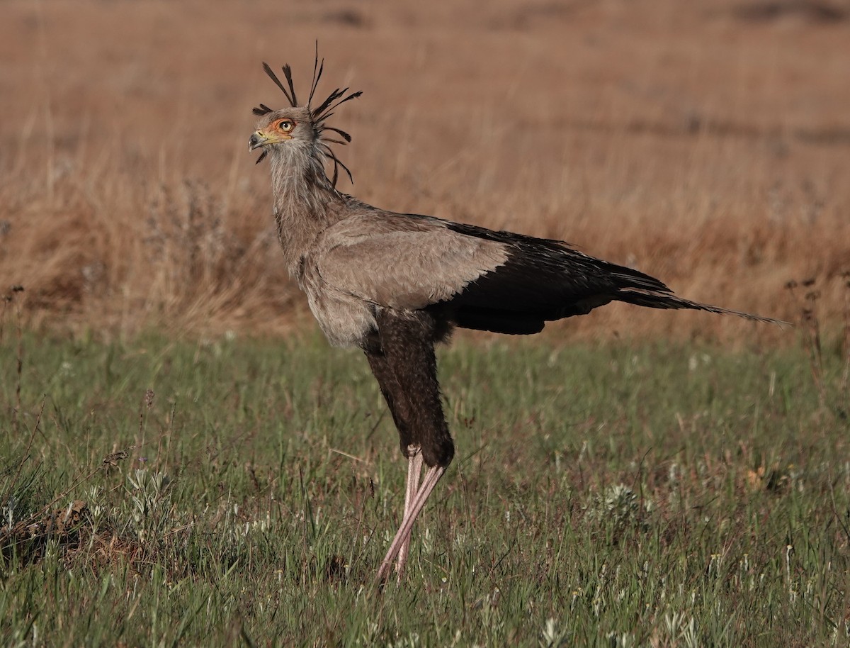 Secretarybird - ML486691441