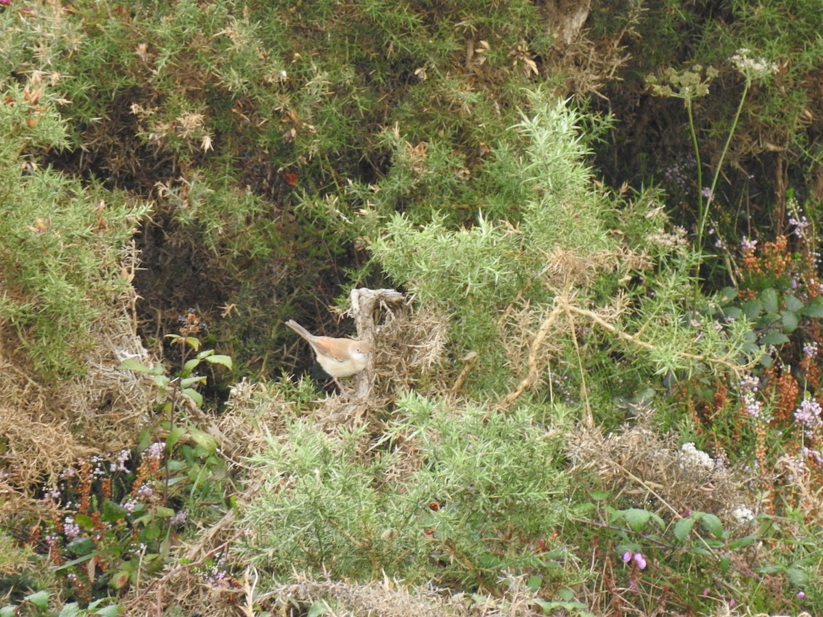 Greater Whitethroat - ML486691601