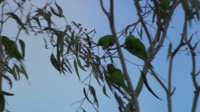 Scaly-breasted Lorikeet - ML486692