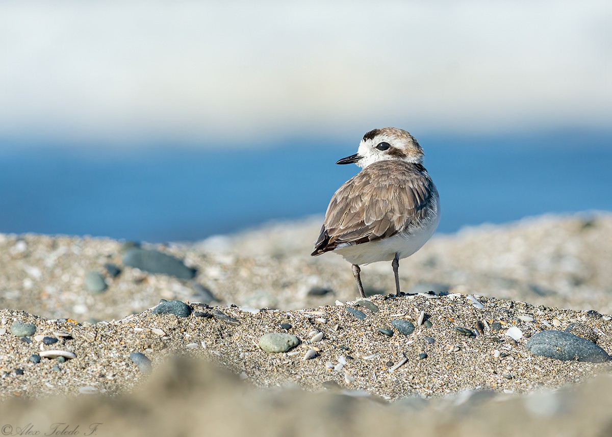 Snowy Plover - ML486692341