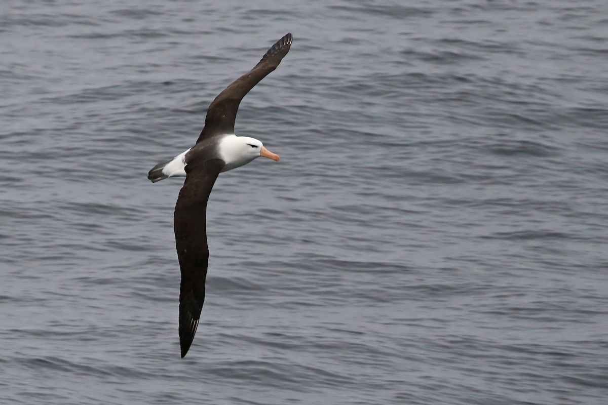 Albatros à sourcils noirs - ML486692981
