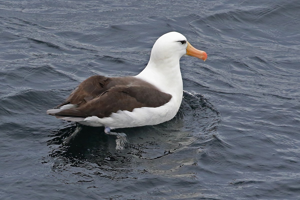 Albatros à sourcils noirs - ML486693021