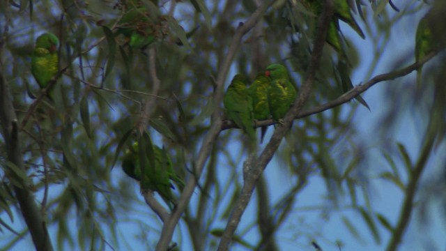 Scaly-breasted Lorikeet - ML486694