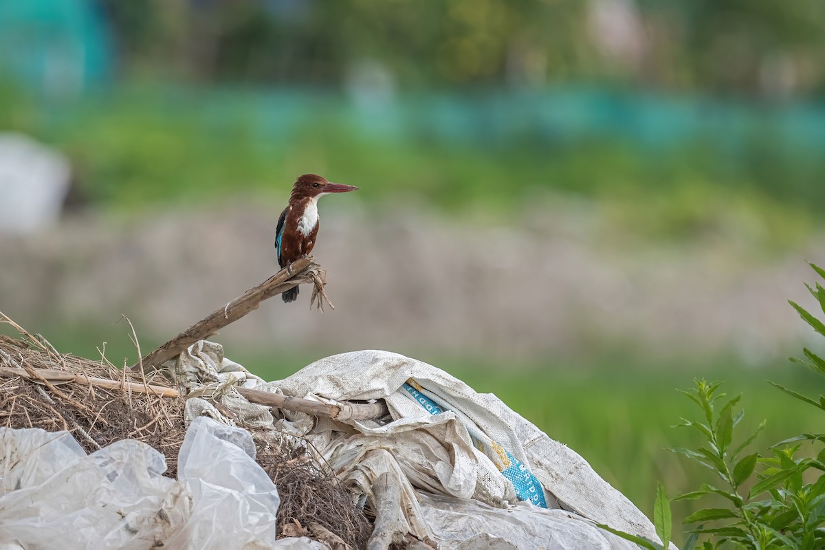 White-throated Kingfisher - ML486694071