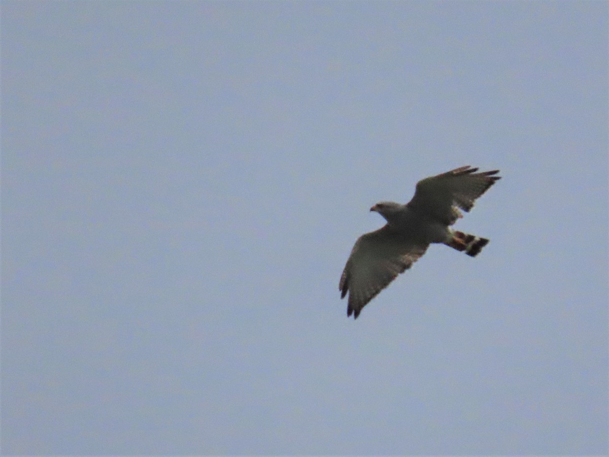 Gray Hawk - ML486694381