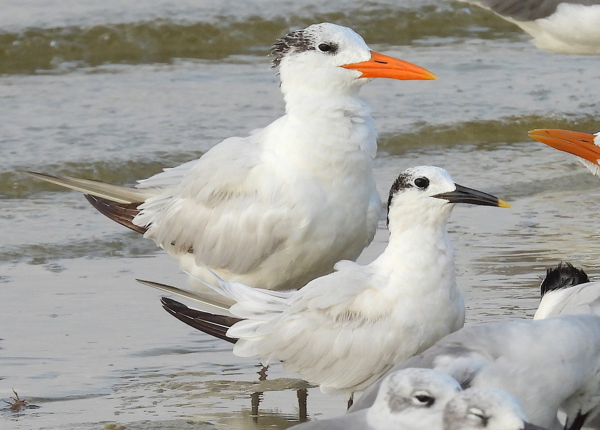 Sandwich Tern - ML486694391