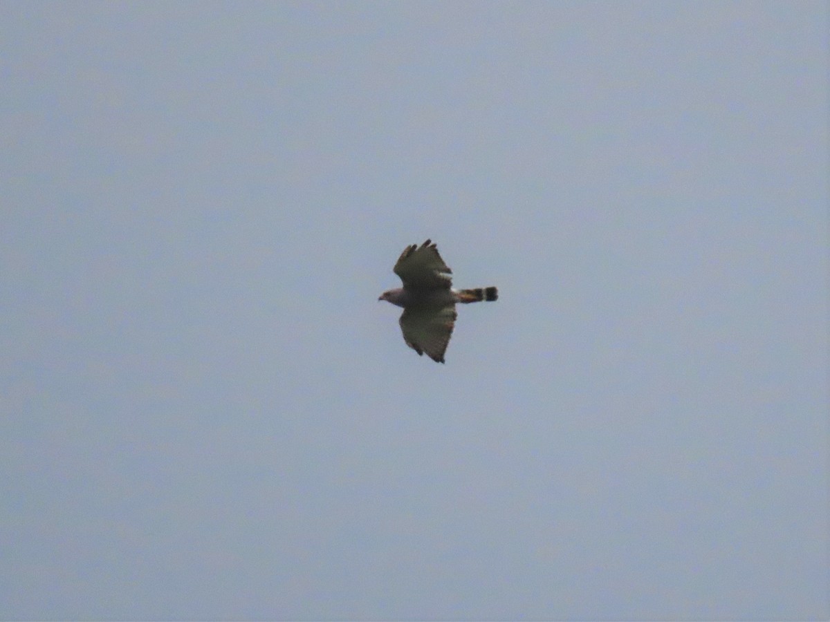 Gray Hawk - ML486694401