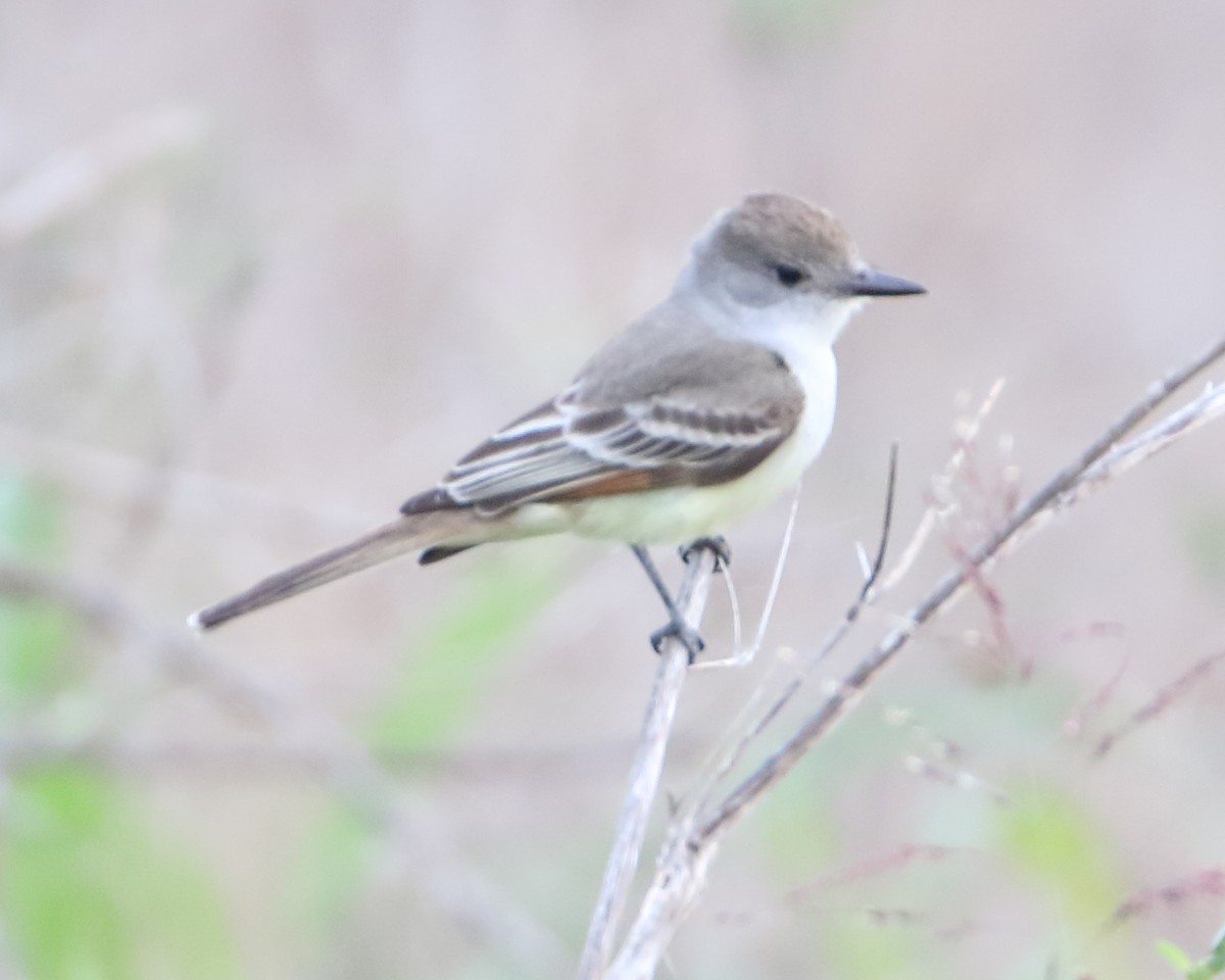 Ash-throated Flycatcher - ML48669451