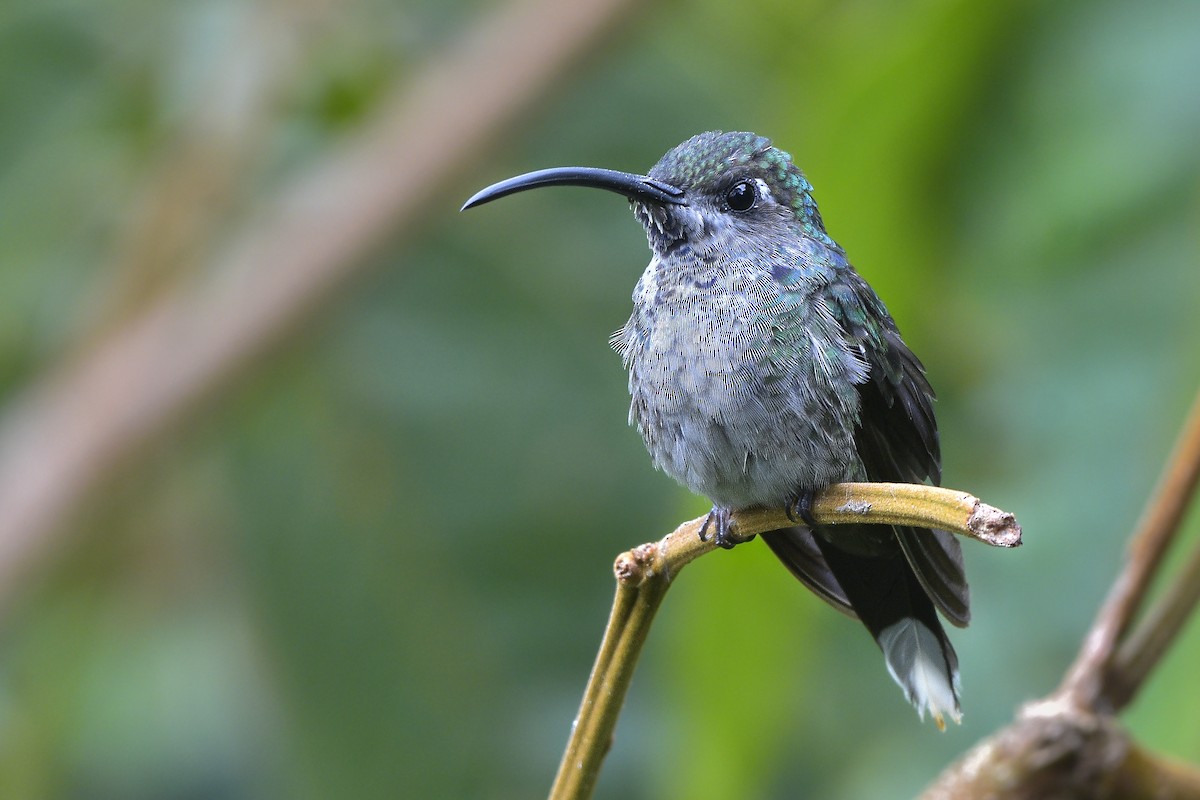 Violet Sabrewing - Carlos Echeverría