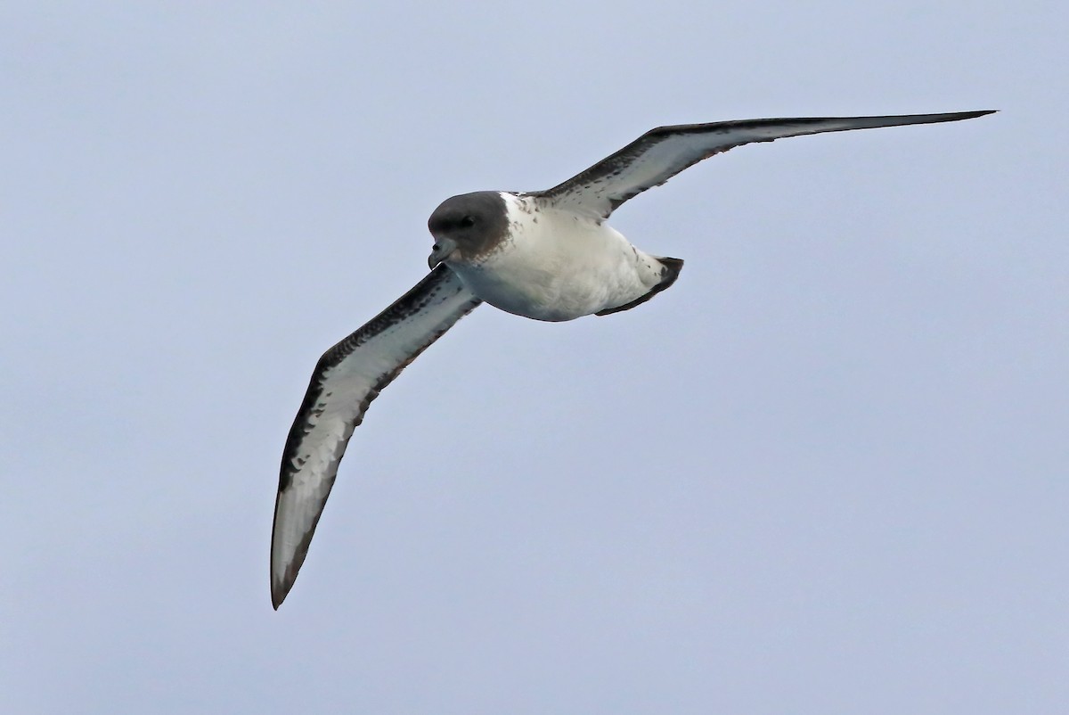 Cape Petrel (Antarctic) - ML486695431