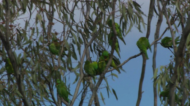 Scaly-breasted Lorikeet - ML486696