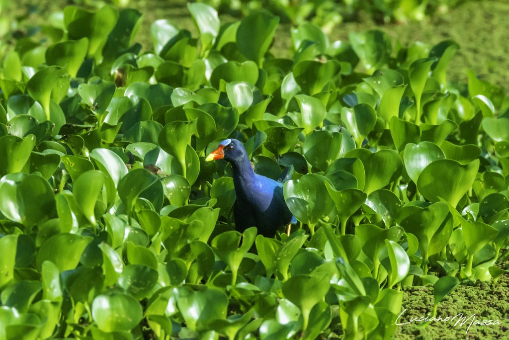 Purple Gallinule - ML486697441