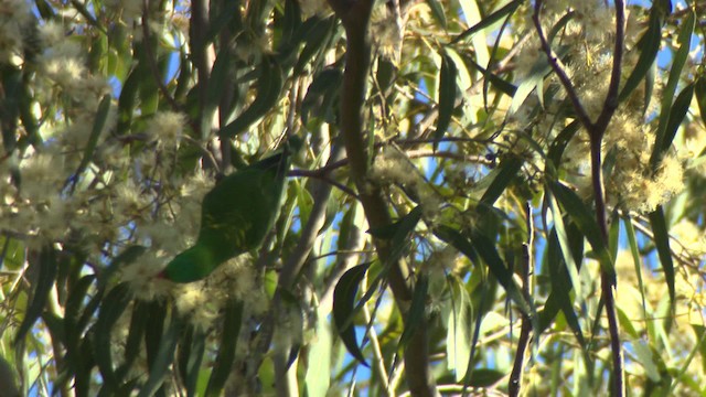 Scaly-breasted Lorikeet - ML486698