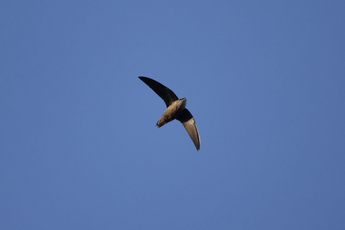 Chimney Swift - Steve Luke