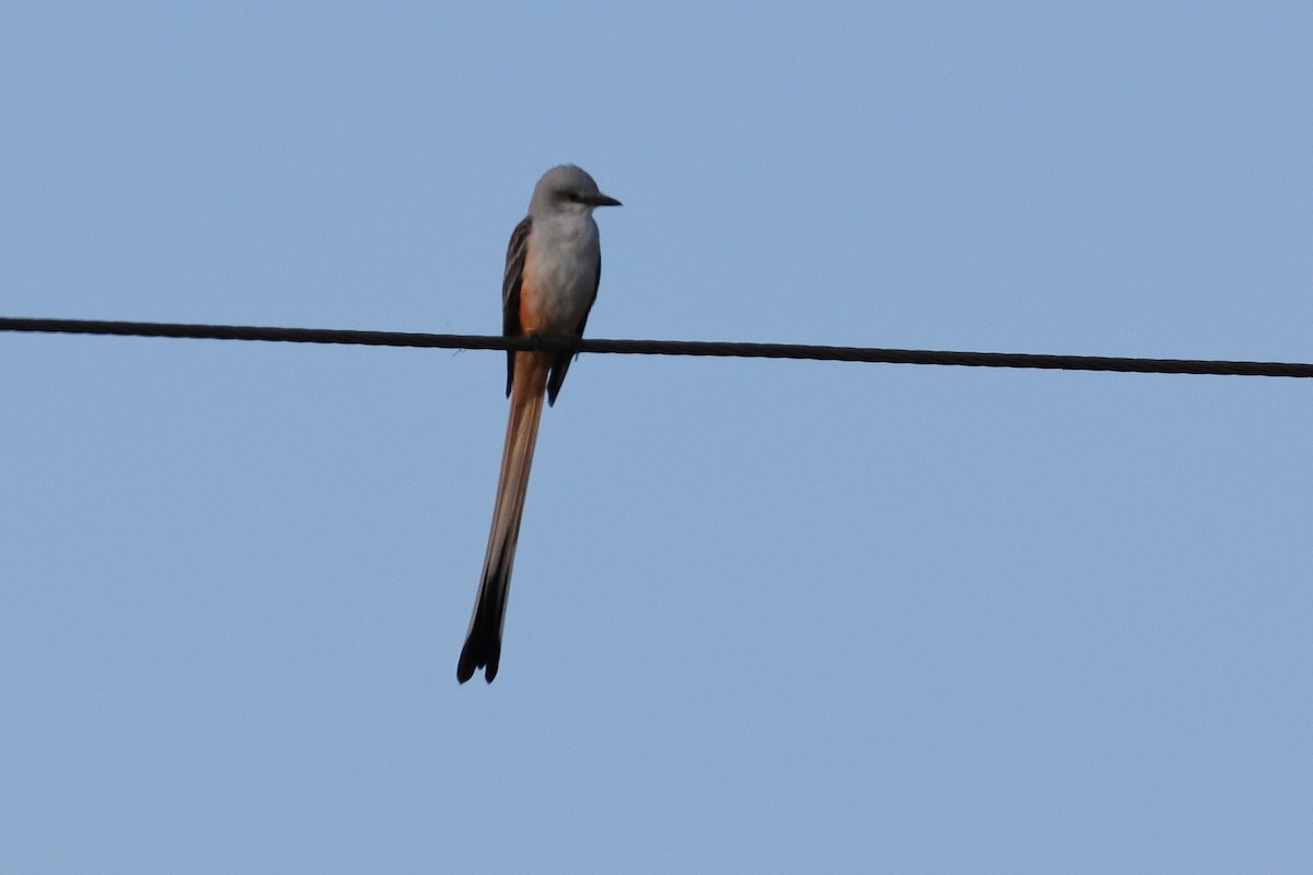 Scissor-tailed Flycatcher - Jim Anderton
