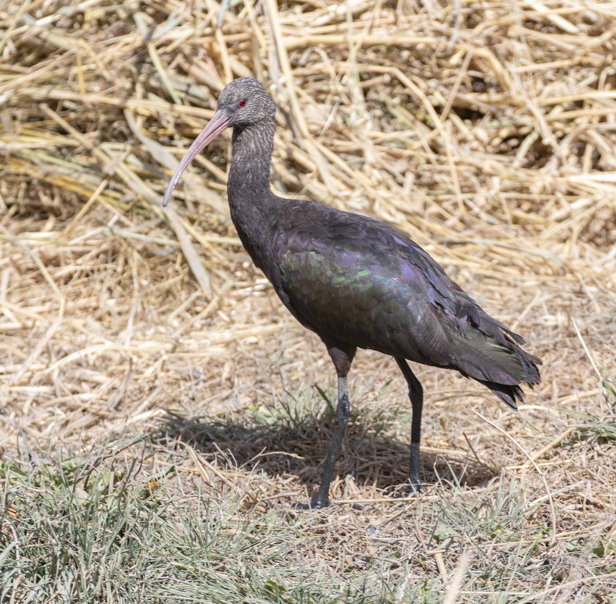 Puna Ibis - Lindy Fung