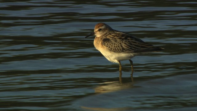 Sharp-tailed Sandpiper - ML486702