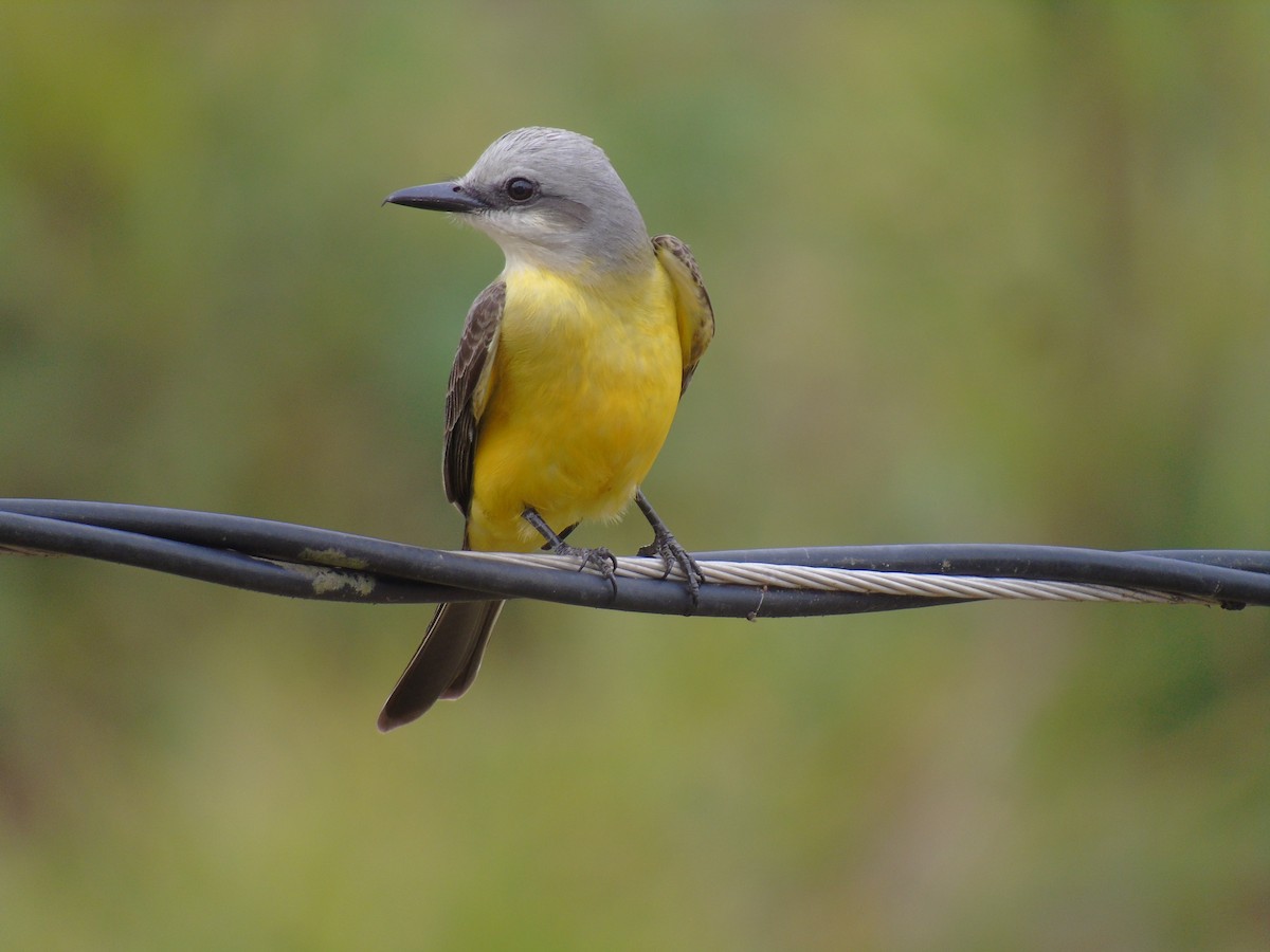 White-throated Kingbird - ML486704731