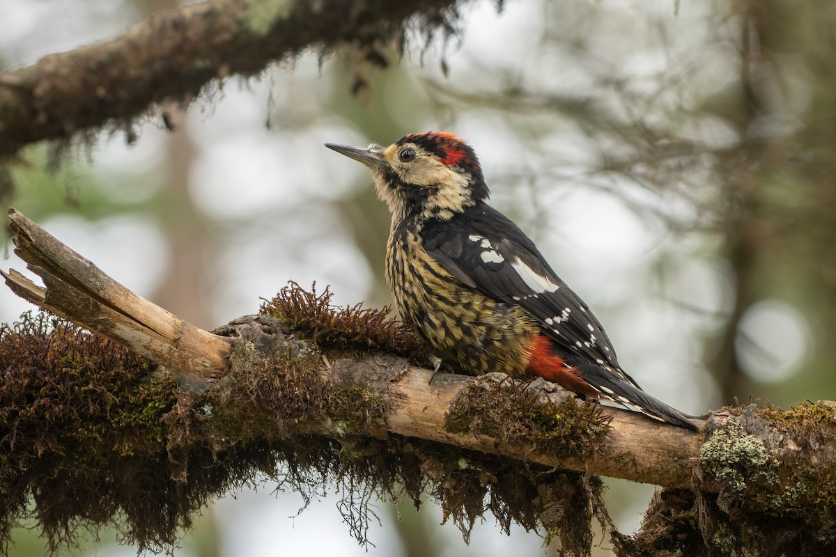 Darjeeling Woodpecker - ML486704841
