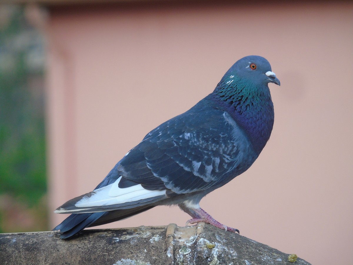 Rock Pigeon (Feral Pigeon) - ML486704851