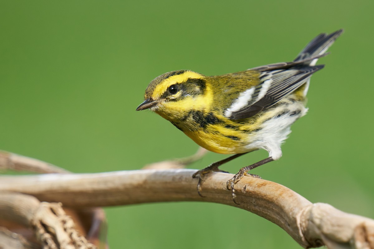 Townsend's Warbler - ML486704881