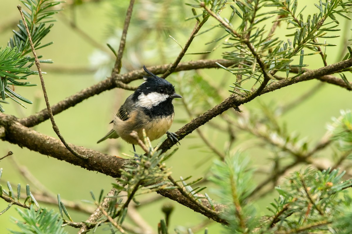 Mésange noire - ML486705311