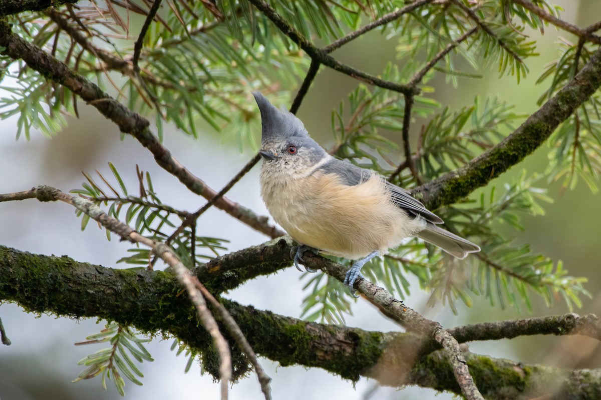Gray-crested Tit - ML486705641