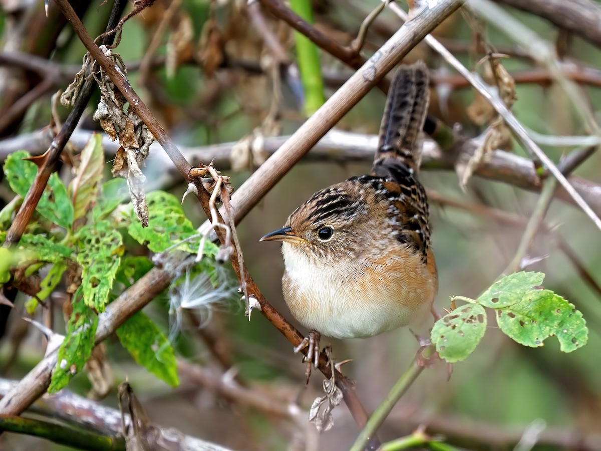 Sedge Wren - ML486705721