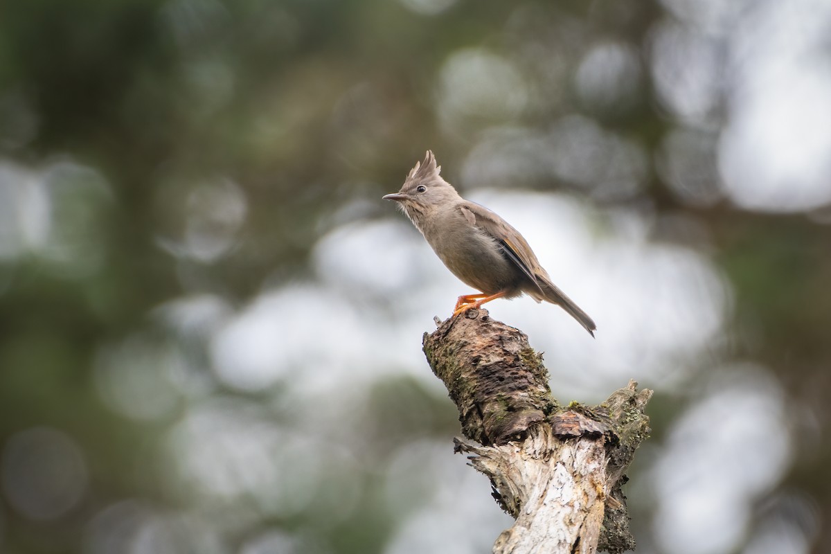 Stripe-throated Yuhina - ML486706461