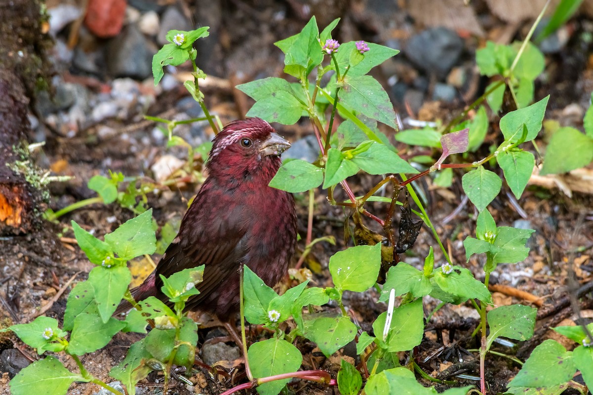 Vinaceous Rosefinch - ML486706621