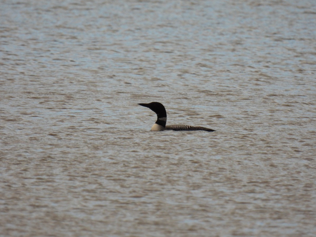 Common Loon - ML486706701