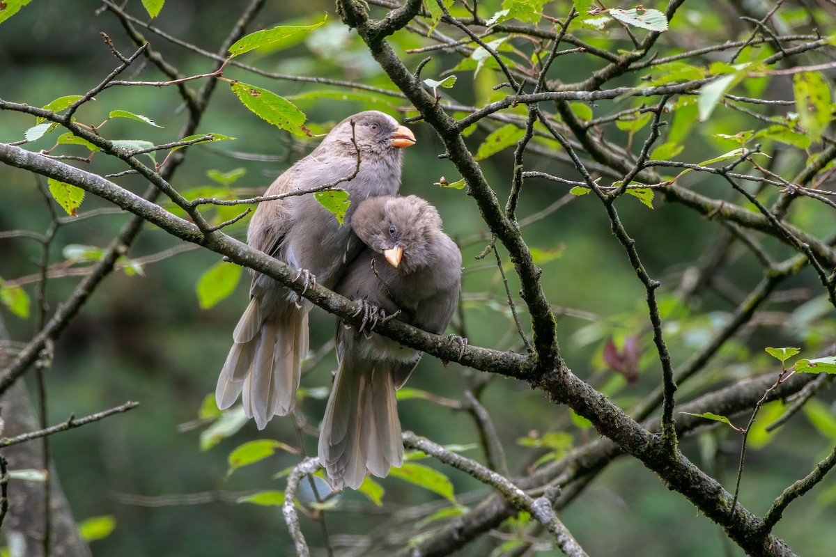 Grand Paradoxornis - ML486706721