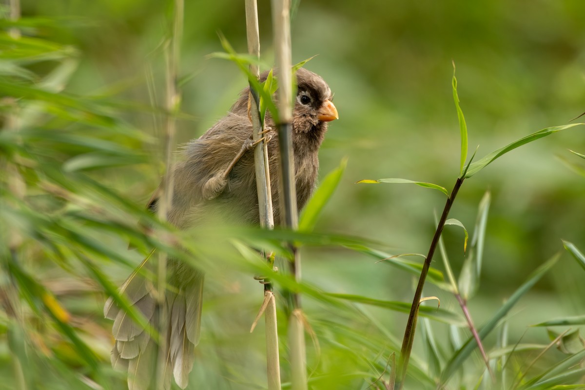 Three-toed Parrotbill - ML486706771