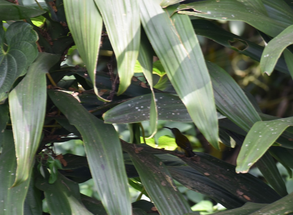 Little Spiderhunter - ML486707121