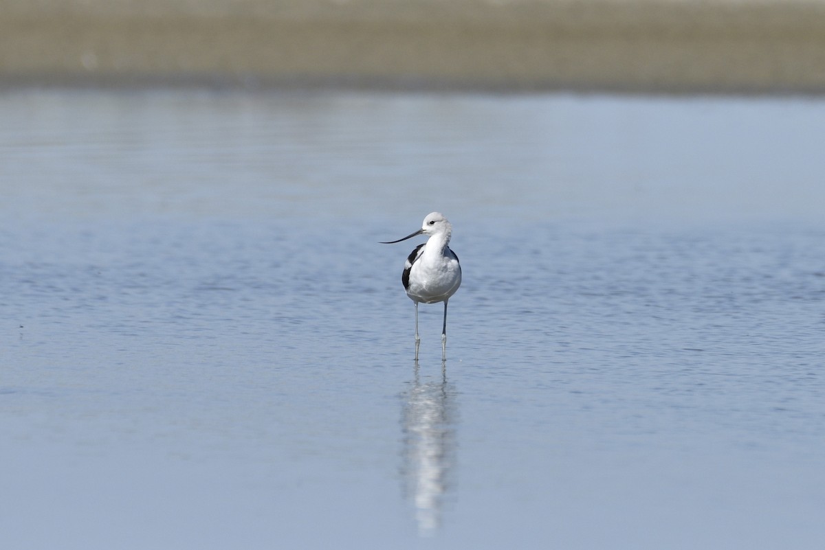 American Avocet - ML486708601