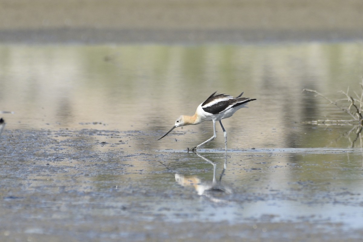 American Avocet - ML486708611