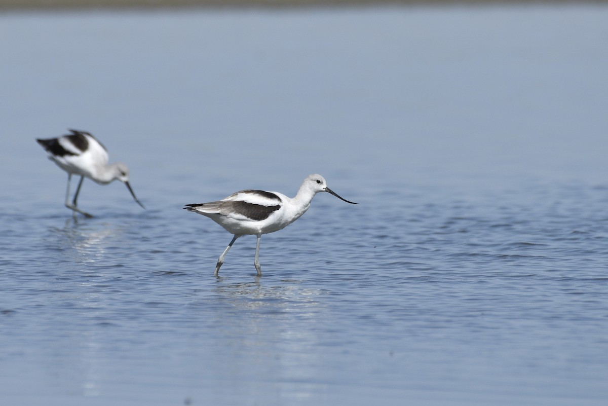 American Avocet - ML486708621