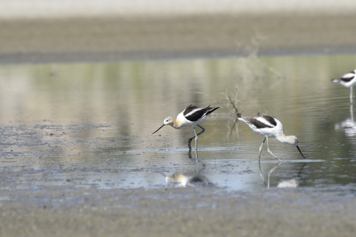 American Avocet - ML486708631