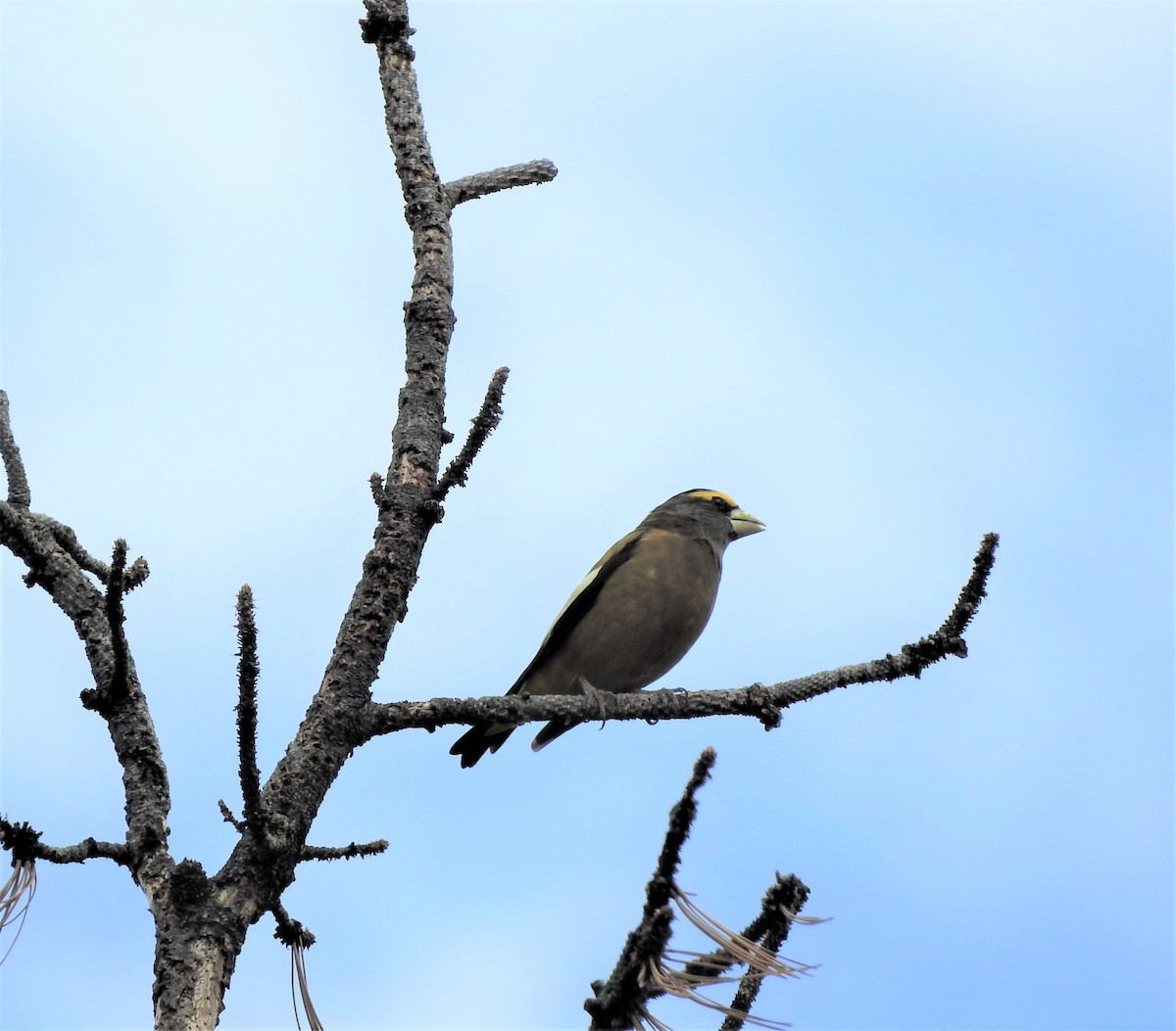 Evening Grosbeak - ML486709741