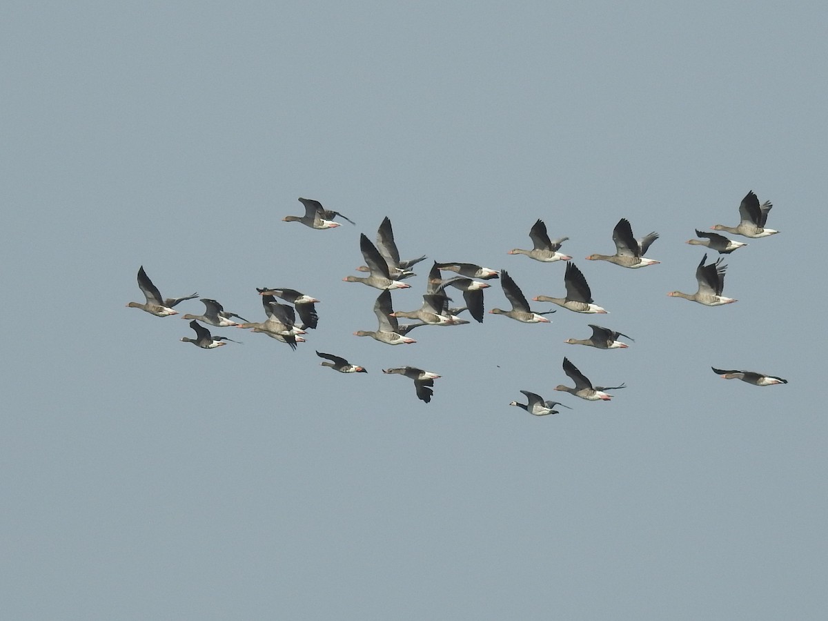 Greater White-fronted Goose - ML486710111