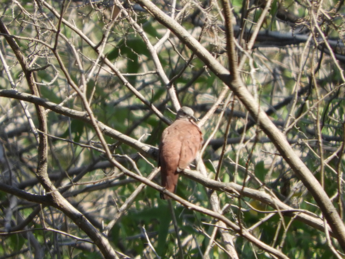 Ruddy Ground Dove - ML486710451