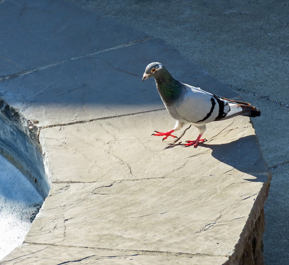 Rock Pigeon (Feral Pigeon) - ML486710821