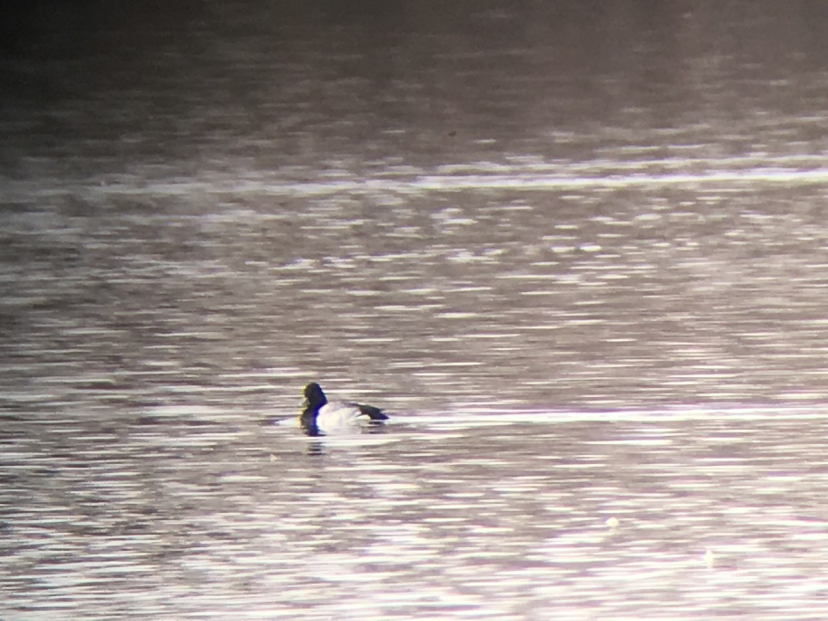 Lesser Scaup - ML48671111